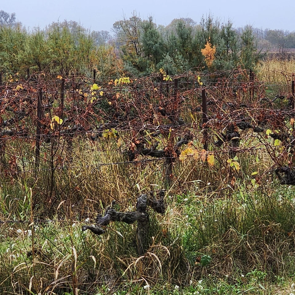  40 BULBILLES DE  POIREAUX  PERPETUELS SAUVAGES - Photo 4/4