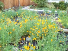 Vintage Craftsman 1/2" 12pt Socket VV4750 1/2" drive. Made in USA