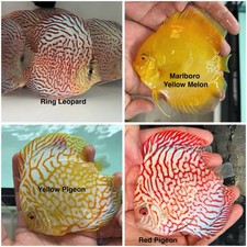 Pack of 4 Discus Fish 3.75  - 4  - Live Fish Aquarium Overnight Shipping