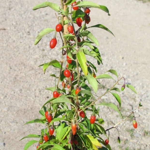 Goji Sorte Big Lifeberry ® große Früchte sehr gesund 60-80 cm im 3 Liter Topf