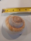 sea shells collection — photo 4