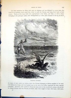Antiker Druck Orientalischer Falkner Mann fängt Hasen Kaninchen Freiland um 1874 19.