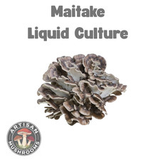 Maitake/Hen Of The Woods Mushroom Liquid Culture - Ready to Grow Spores!