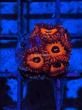 CE- WYSIWYG Red People Eater Zoa Zoanthid Frag Live Coral Frag LPS SPS #R1GK6