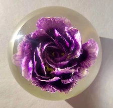 60mm Real Purple Carnation in Clear Lucite Resin January Birth Month Flower Gift