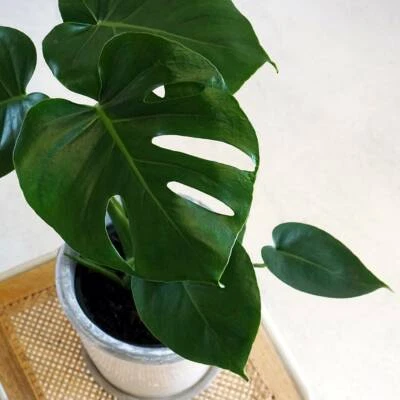 Fruit Salad Plant Quot Monstera Deliciosa Quot 100 39 S Of