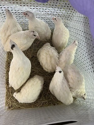 WHITE TEXAS A M English White , Dotted White 10+ Fertile Hatching Eggs Quail NPIP & PT Tested