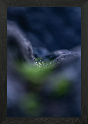 Dewy Green Sprig gerahmtes Wandbild Poster Leinwanddruck Bild
