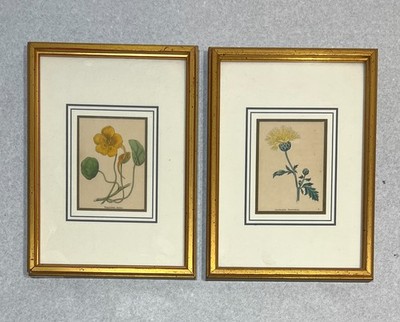 Original Kupferstich Sammlung The Botanic Garden Benjamin Maund gerahmt Antik