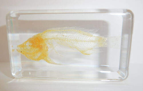 Fischskelett afrikanische Mundbrut Oreochromis moossambicus Bildung Probe - Bild 1 von 6