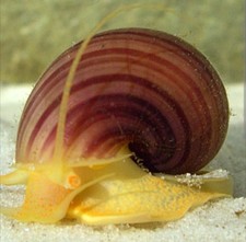 Pomacea Bridgesii Mystery Snails Magenta/Chestnut/Purple Algae Eaters 5 Pack