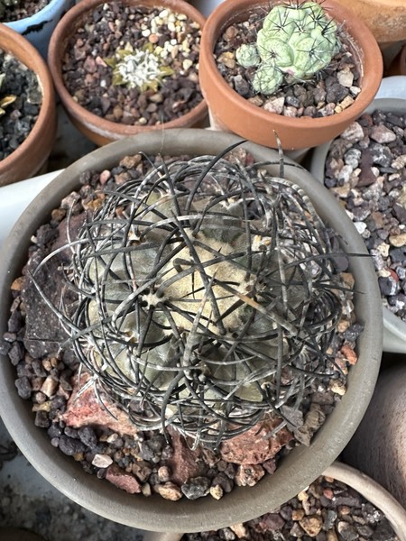 Copiapoa Griseoviolacea. . Crecida desde semilla. Muy Vieja.
