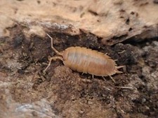 Cloportes Porcelio laevis orange x20+++