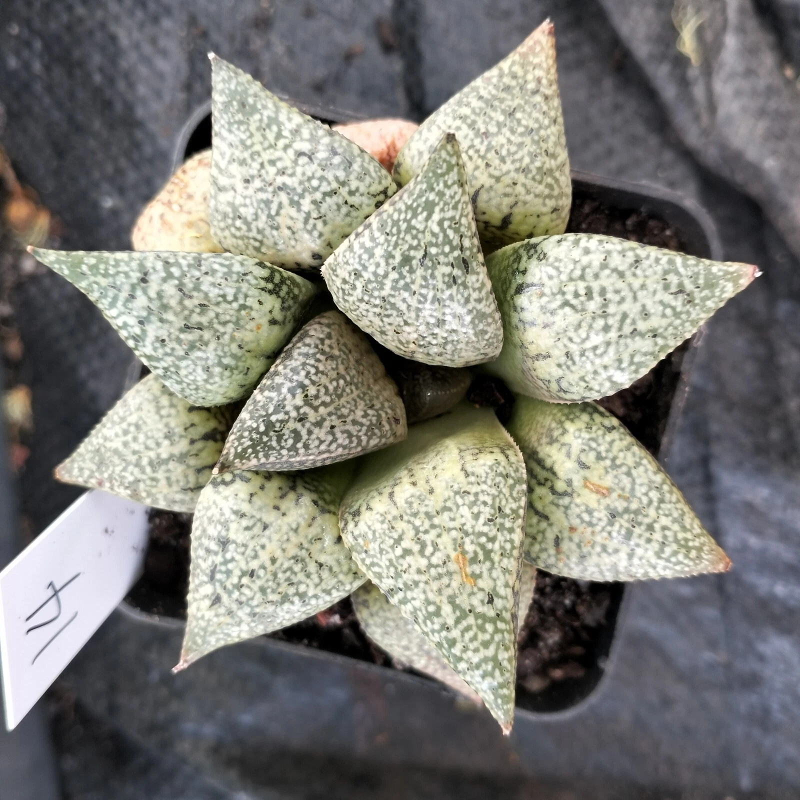 Haworthia Plant 14, mature plant very well rooted , Succulent