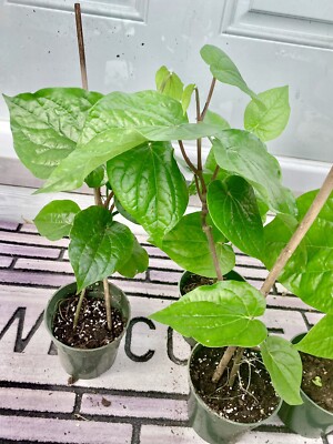 elho plant pots Elho Vibes Fold Plant Pot main image 0
