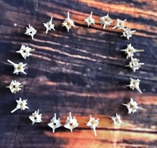 20 Real Jumbo Rattlesnake Vertebrae Vertebrea Bone Gothic Art Craft Jewelry Odd