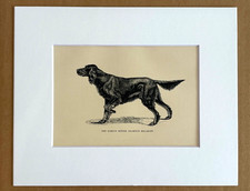 Antique 1890s Dog Print in 8