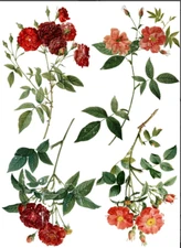 Iron Orchid Designs IOD REDOUTE 4 Transfer - 24" x 33" NEW! RETIRED!