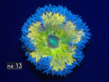 Rock Flower Anenome No 13