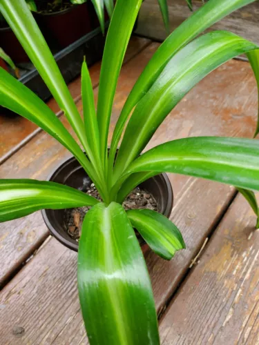 Rooted Airplane Plant in Pot, Solid Green, Live Plant, Spider Plant 8"-10" tall