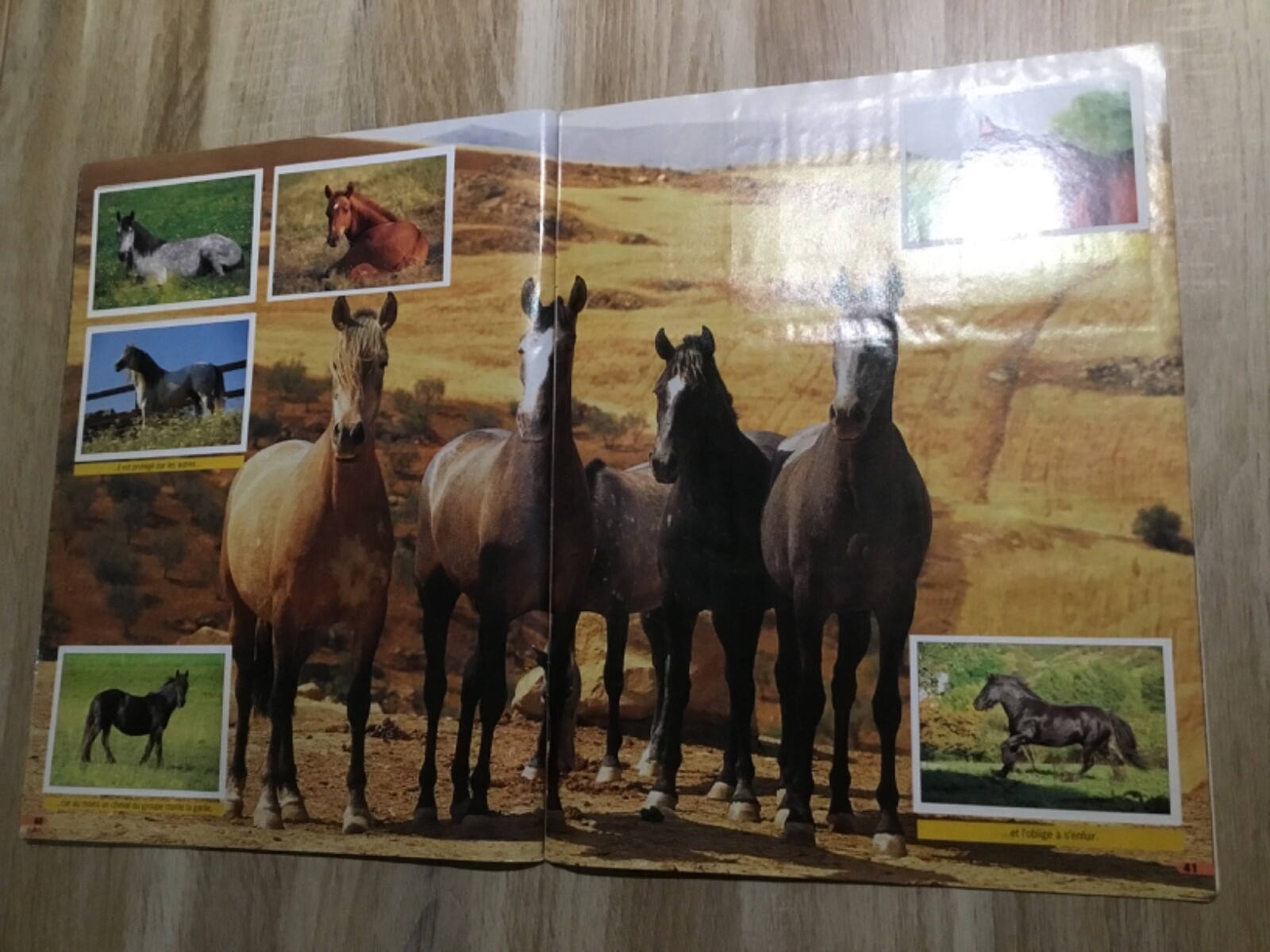 Boîte 24 Pochettes Cartes Panini Merveilleux Chevaux - - 192 Cartes à Collectionner Boîte 24 Pochettes Chevaux