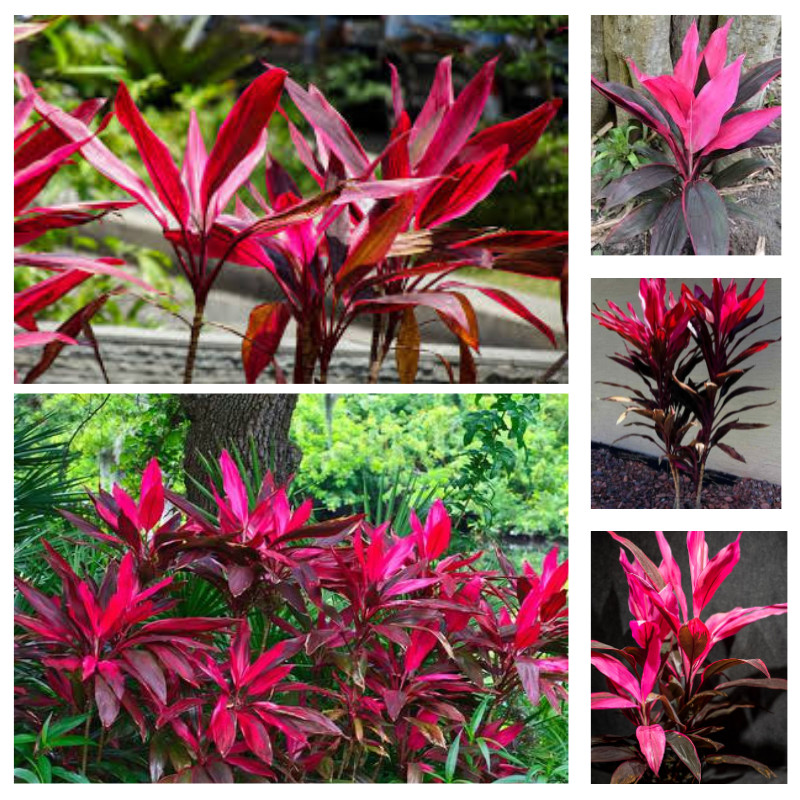 Lote Cordyline fruticosa Red Sister Lote Plantas Ti hawaianas Esquejes Piezas Orgánicas