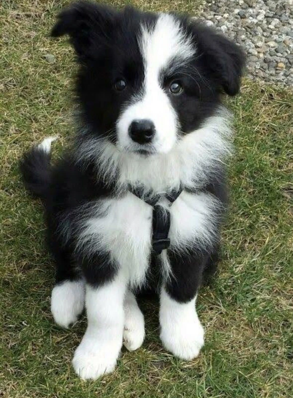 Border Collie Male Puppy Dogs Puppies Gumtree Australia Perth City Area Perth 1254426584