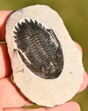 Trilobite Fossil, Hollardops bertrandmimiae, from Morocco #1