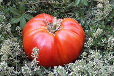 10 graines de tomate rare Château de Chartres heirloom tomato seeds méth.bio