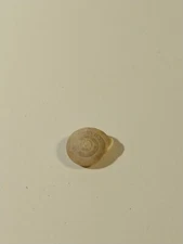 Hand Picked Floridian Sea Shell