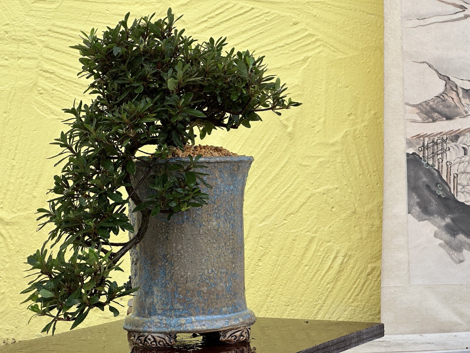 Joe Bonsai Azalee Kaskade Satsuki Varietät " Hi No Maru " Rare Bowl