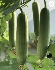 Luffa Gourd White Seeds | 2023Organic Home Grown 100+ Extra