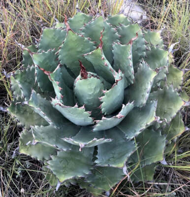 Agave nussaviorum 15-30cm -