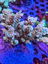 Frag of RRA Rainbow Tenuis Acropora Multicolor Reef Live Coral LPS SPS Frag HG