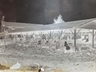 Early 1900s Vintage Glass Negative Picture Sweet Corn Keagan Cannery Fact 5"×7" — photo 4