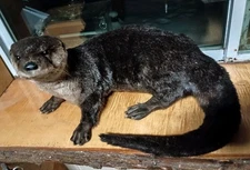 Taxidermy River Otter Professional Mount Trapping Cabin Decor 