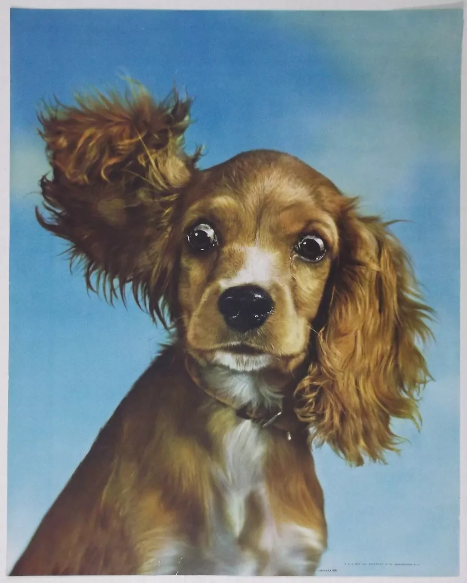 Golden english spaniel sales