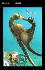 Marine Life,hippocampus,sea horse,Nature,Wildlife,mating,Korea 2020 Max.Card