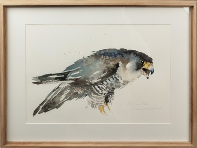 Spatzfalke auf der Jagd. Original Aquarell