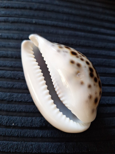Zwei Kaurimuscheln plus Stachelradmuscheln - Bild 3 von 11