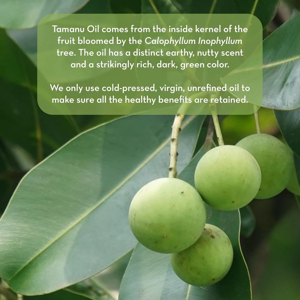 Tamanu Oil - Cold Pressed for Psoriasis, Eczema, Acne Scars, Rosacea Relief - Image 4 of 4