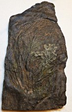 16,5 cm / Lias  Seiocrinus subangularis  Seelilie , Holzmadenformation
