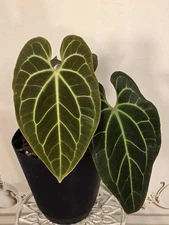 Anthurium Besseae (Pure Form)