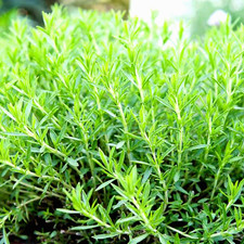 200 TARRAGON SEEDS SPRING PERENNIAL HERB FLOWER GARDEN ANISE NON-GMO HEIRLOOM