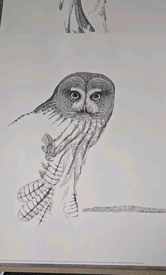 PETER PARNALL The Nightwatchers Impresiones 1971 11 x 14 Lote de 4 Búhos Sin Marco Foto 2 de 4