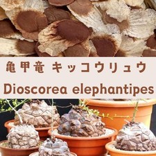 Dioscorea elephantipes Fresh Seeds100/200/500/1000
