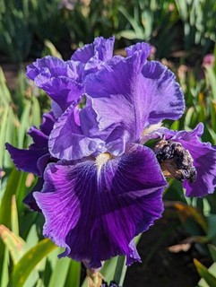 'Daughter Of Stars' TB Rebloom Bearded Iris Rhizome PRE SALE to Ship Aug/Sept