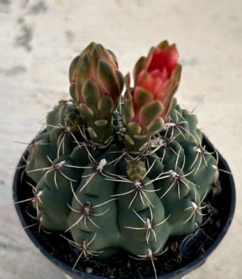 Gymnocalycium Baldianum, 'Chin Cactus',Comes in a 3.5