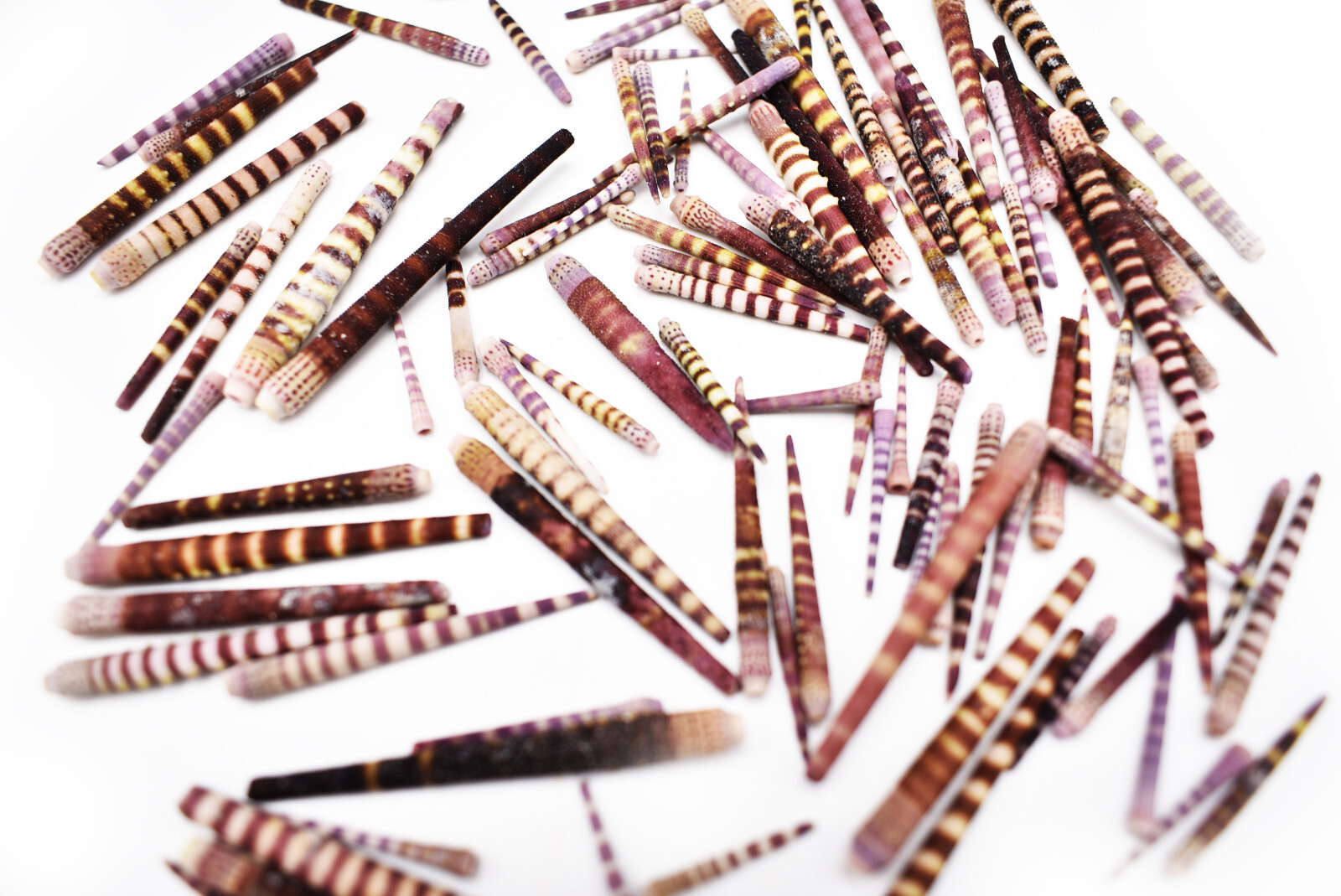 Tiger Sea Urchin Spines Bits and Pieces (4 oz.) Contains Broken Spines