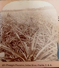 Pineapple Plantation Indian River Florida FL Keystone View Co 1893